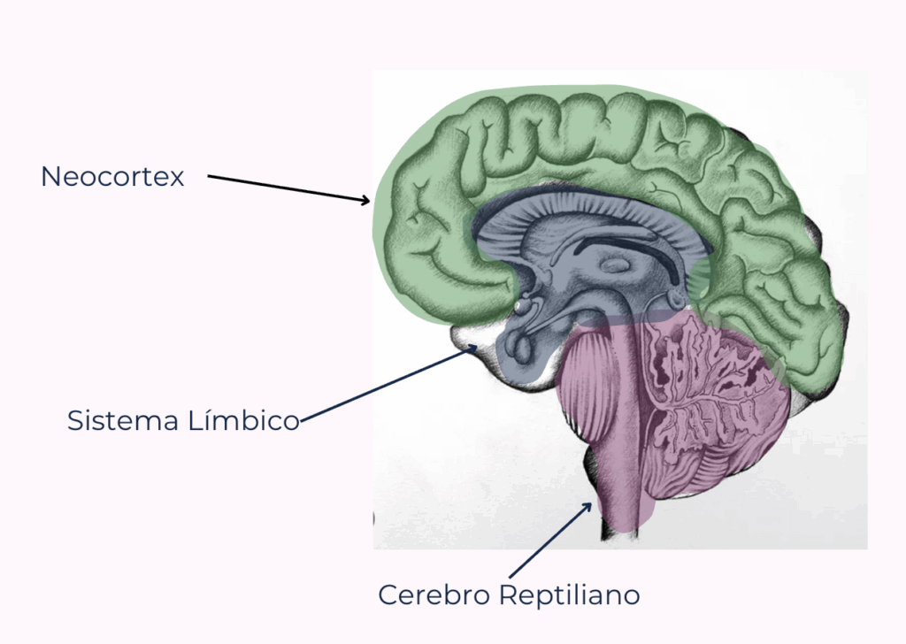 cerebro triuno